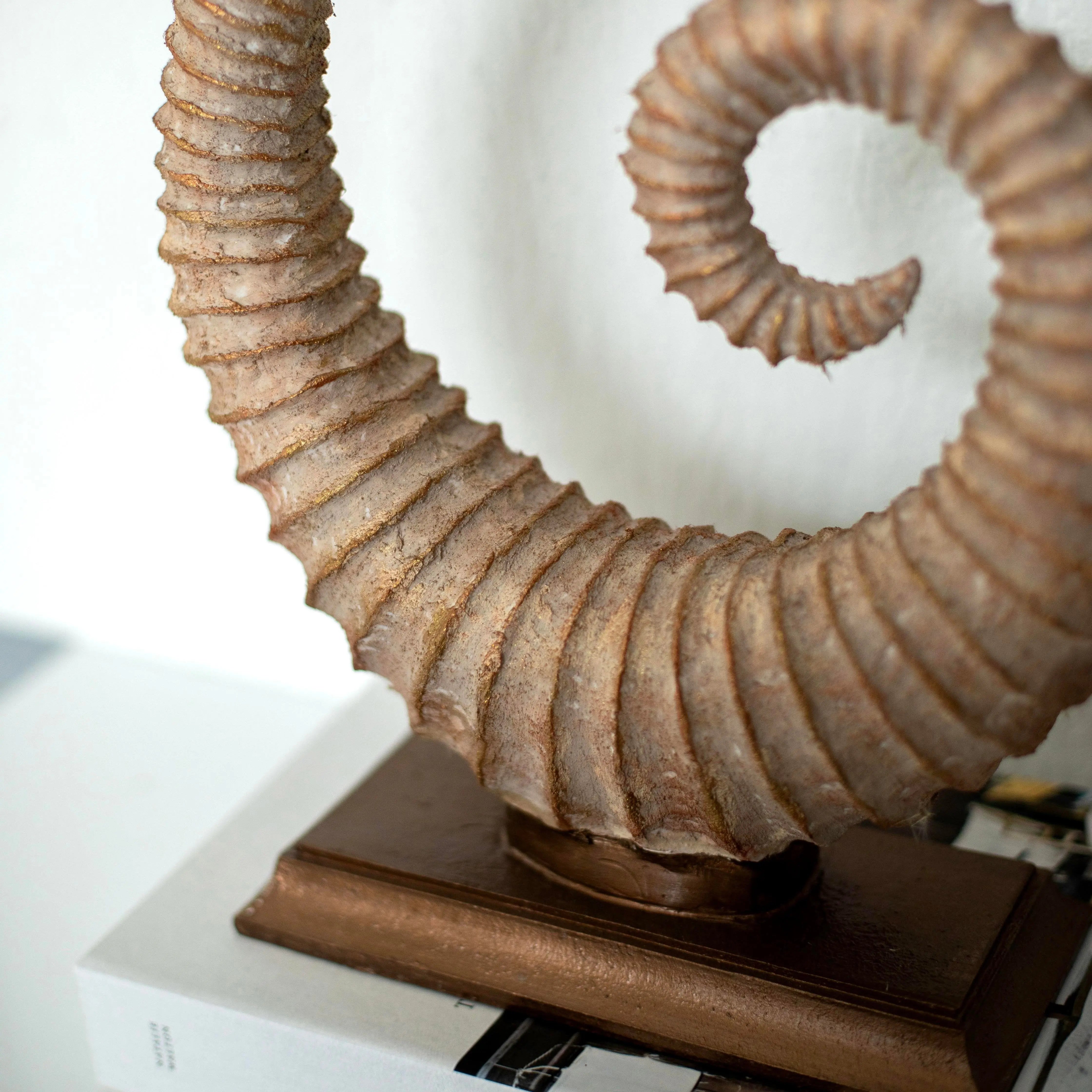 Fosilis Terra Spiral Fossil Sculpture Dea'rt İstanbul